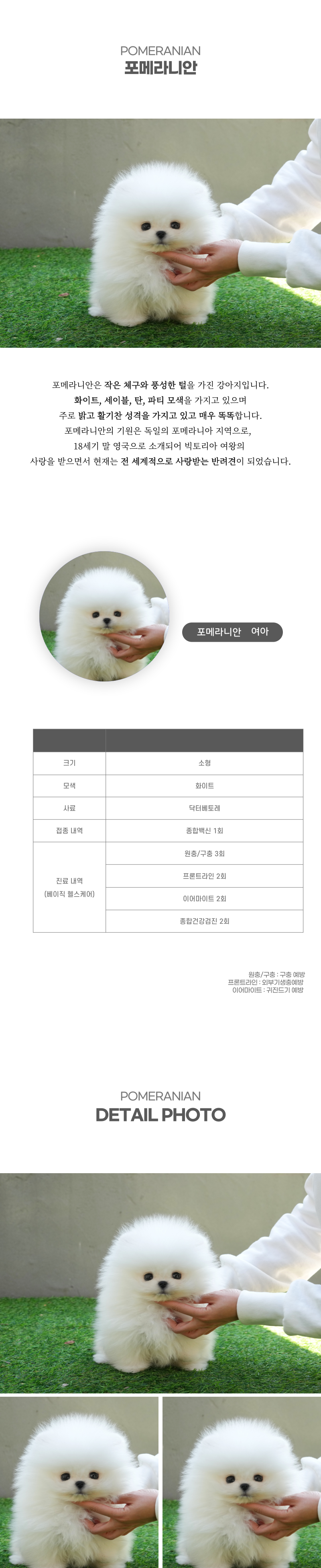 포메라니안_상세이미지_2